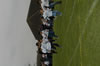 vaisakhi mela 2006